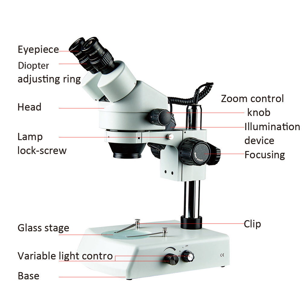 binocular microscope B2